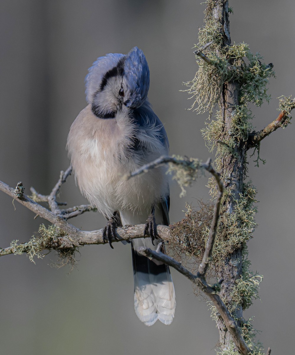 Blue Jay - ML638486576