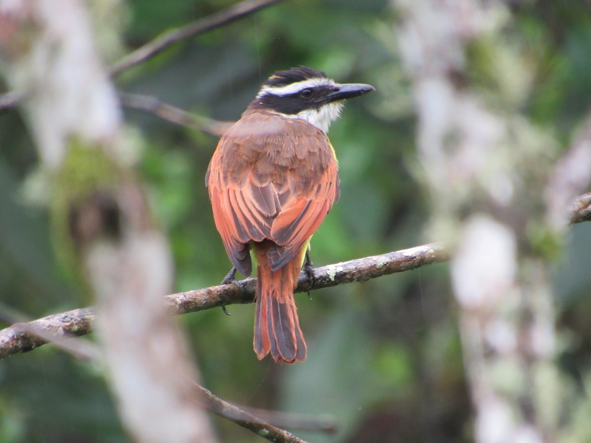 Great Kiskadee - ML638486587