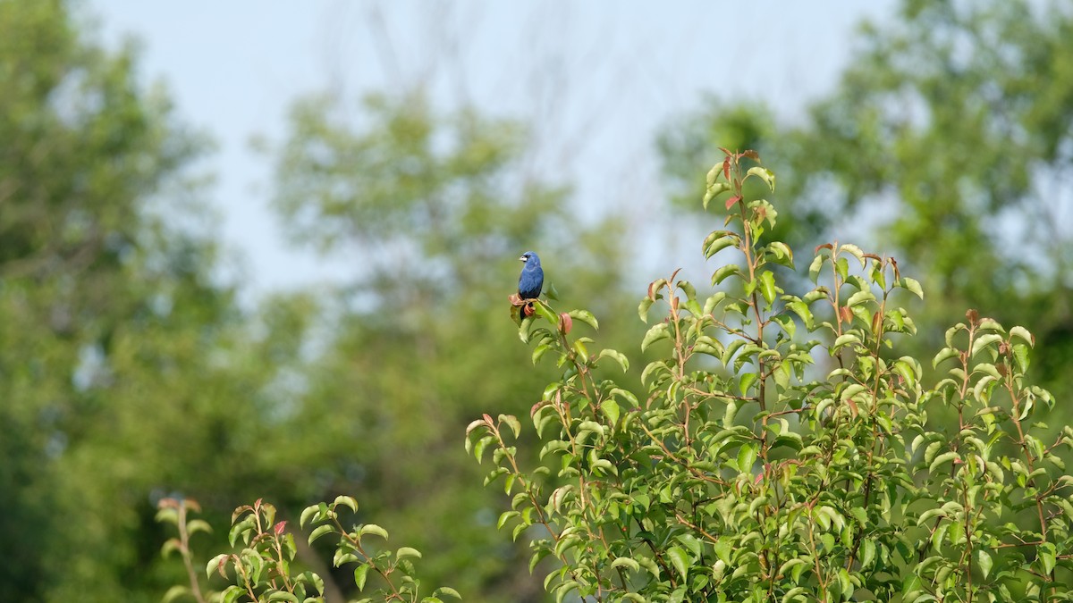 Blue Grosbeak - ML638486588