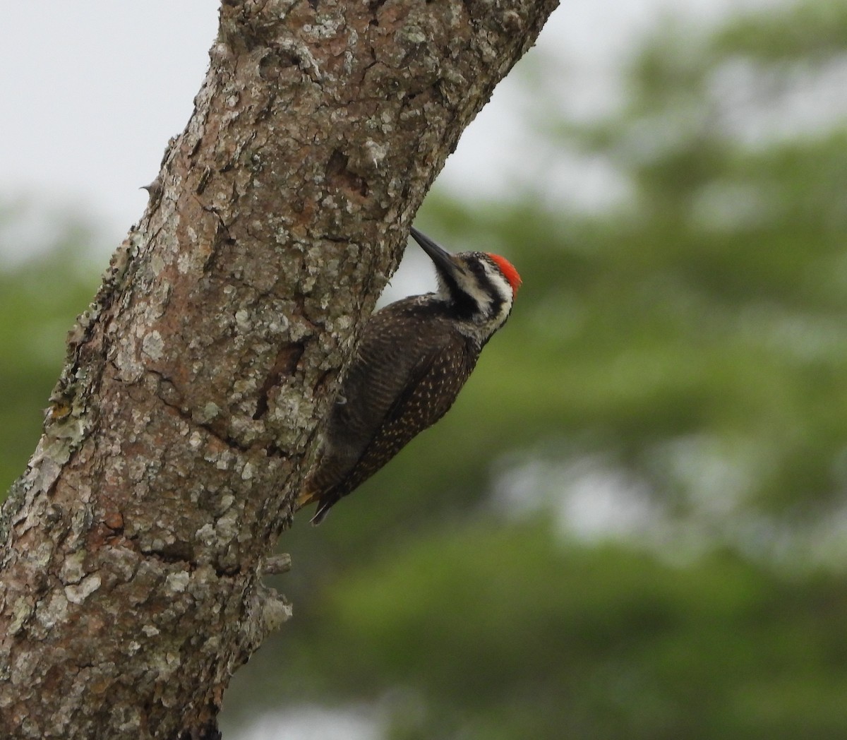 Bearded Woodpecker - ML638486589