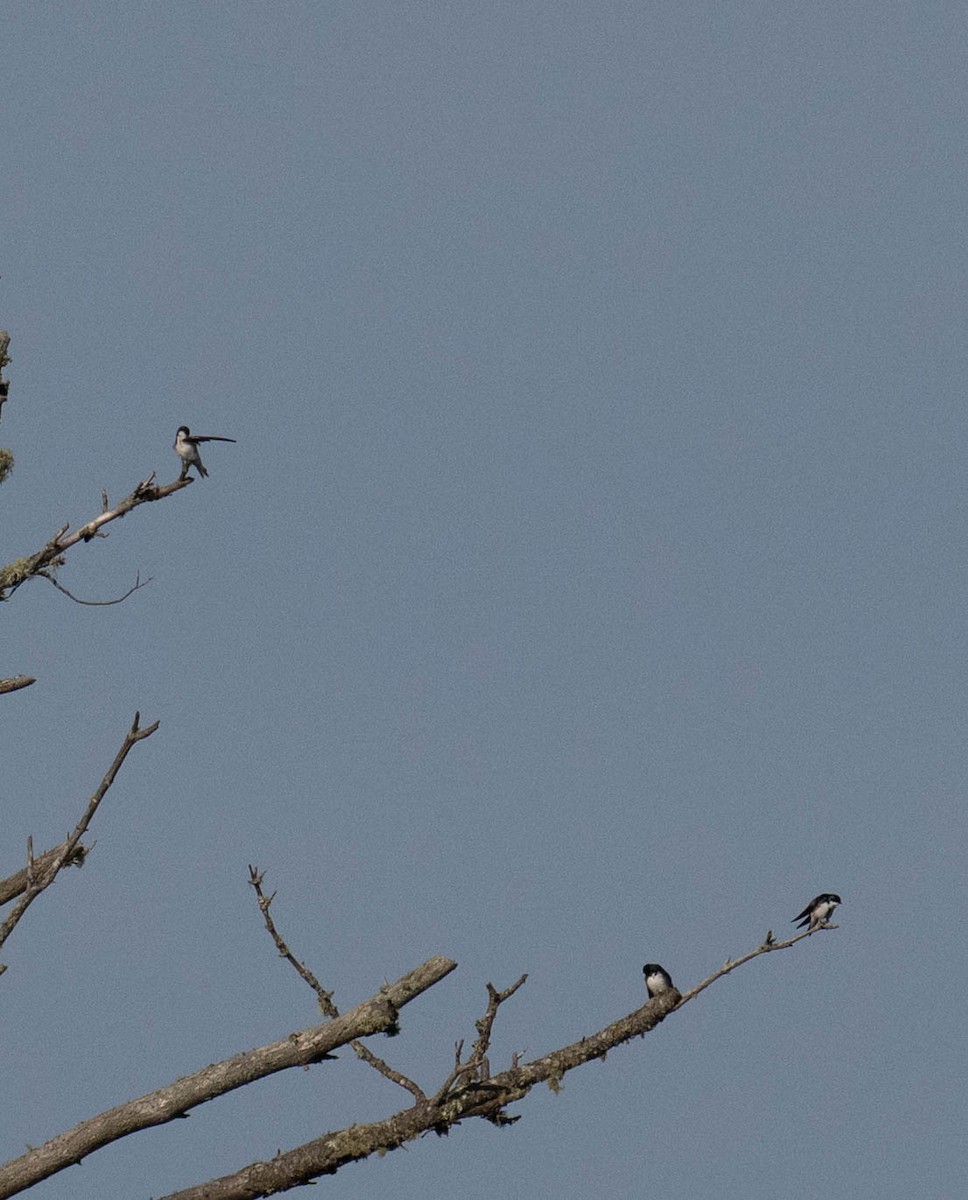 Tree Swallow - ML638486597
