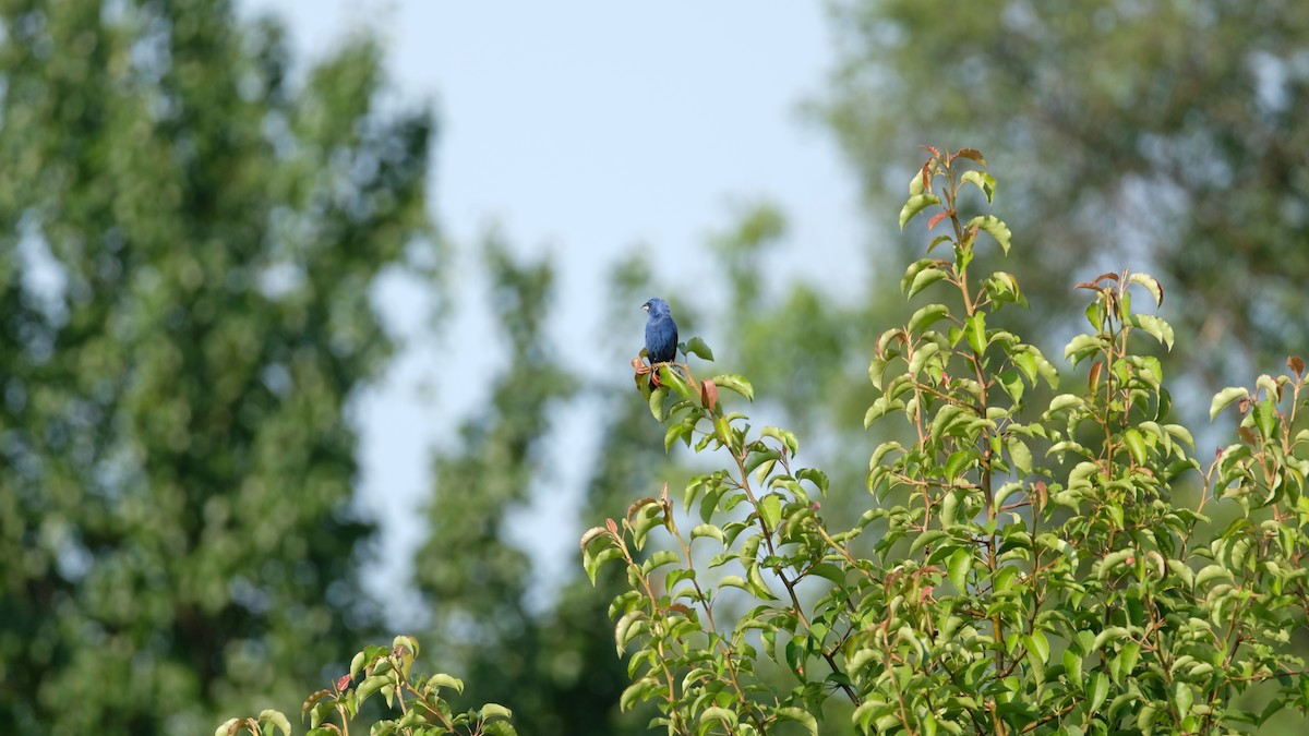 Blue Grosbeak - ML638486600