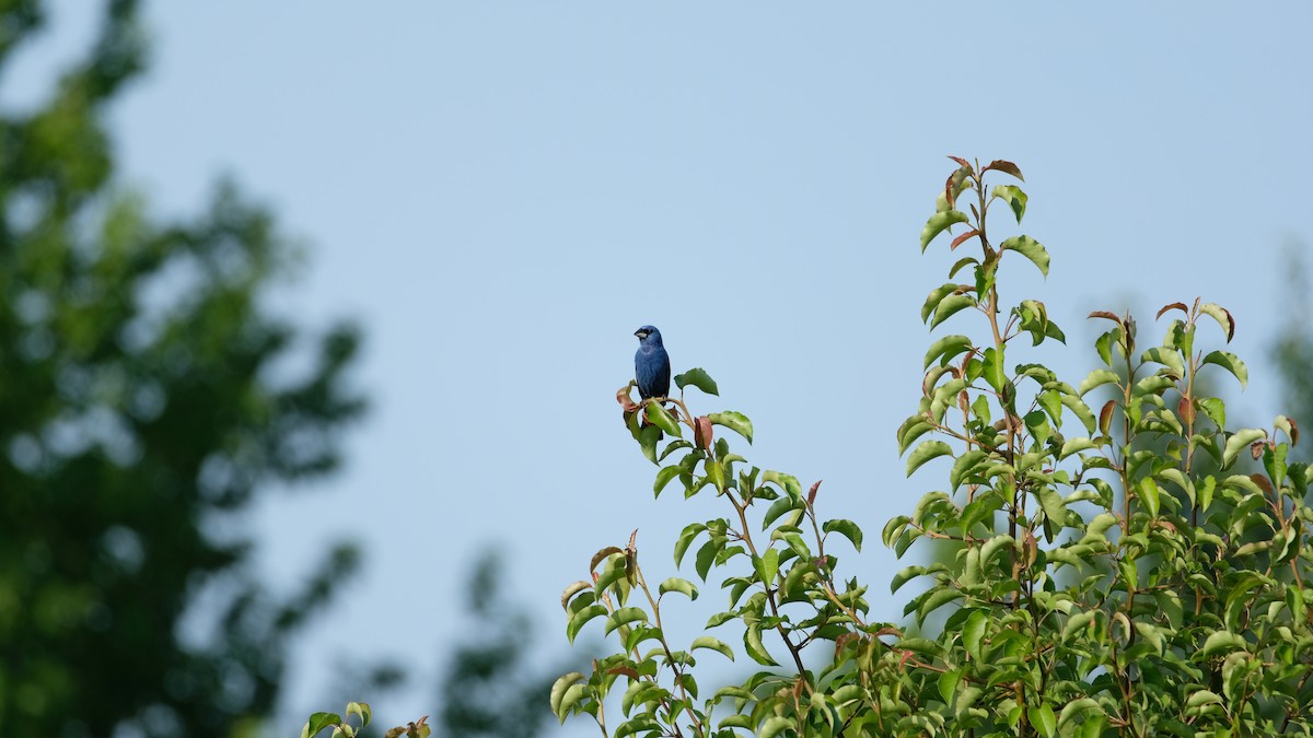 Blue Grosbeak - ML638486605