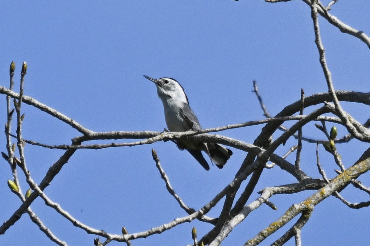 Weißbrustkleiber - ML638486609