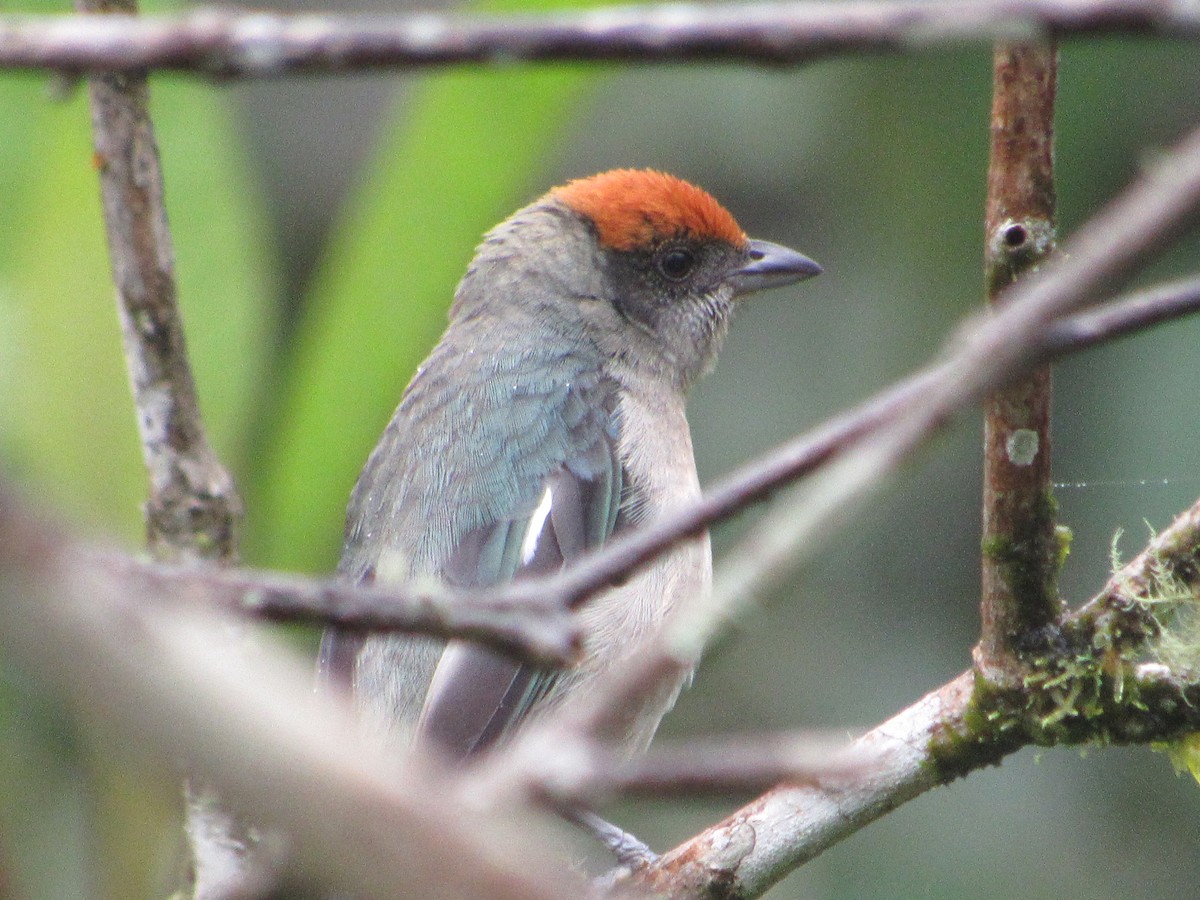 Scrub Tanager - ML638486614