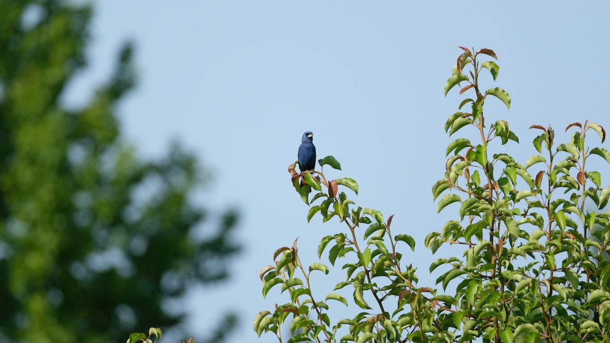 Blue Grosbeak - ML638486616