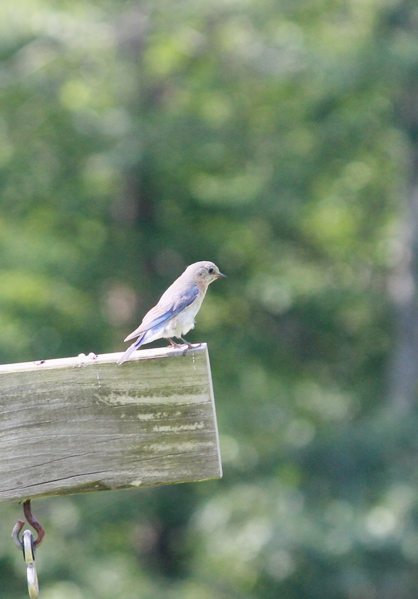 Eastern Bluebird - ML638486630