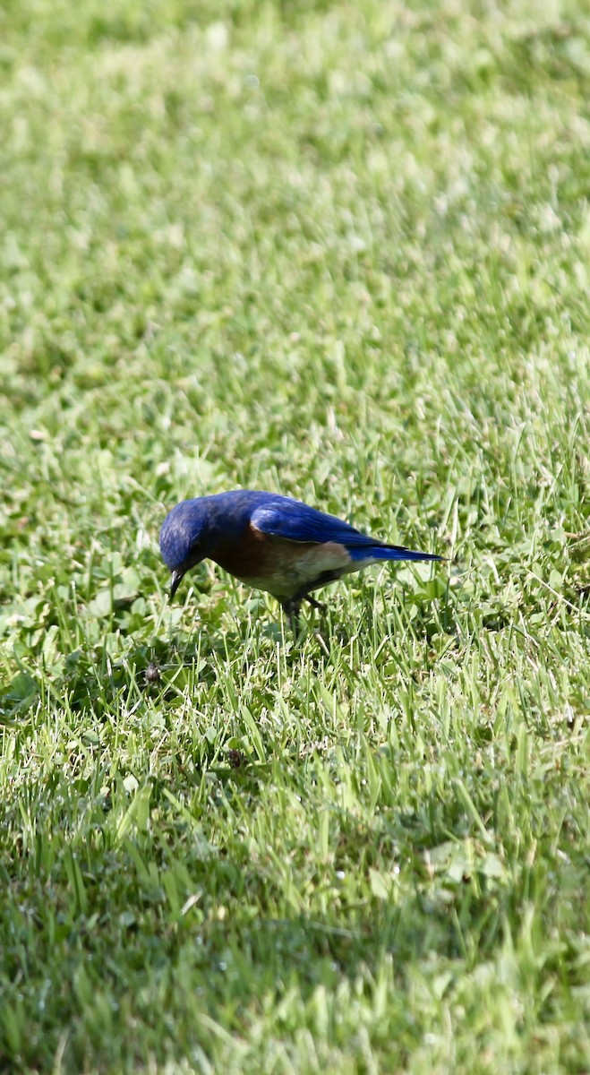 Eastern Bluebird - ML638486631