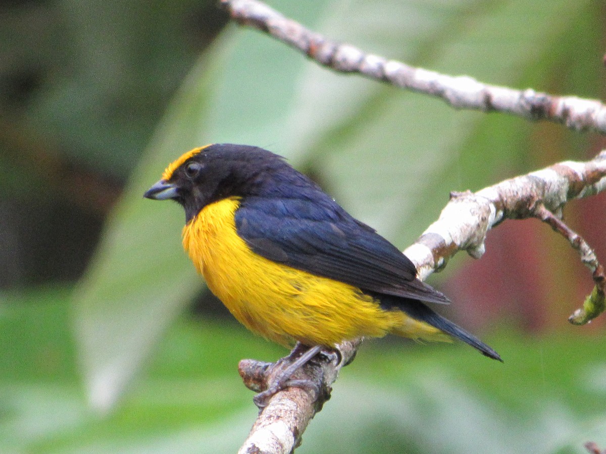Orange-bellied Euphonia - ML638486644