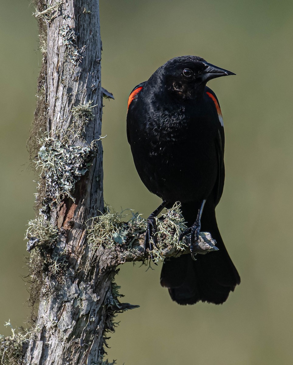 Red-winged Blackbird - ML638486654
