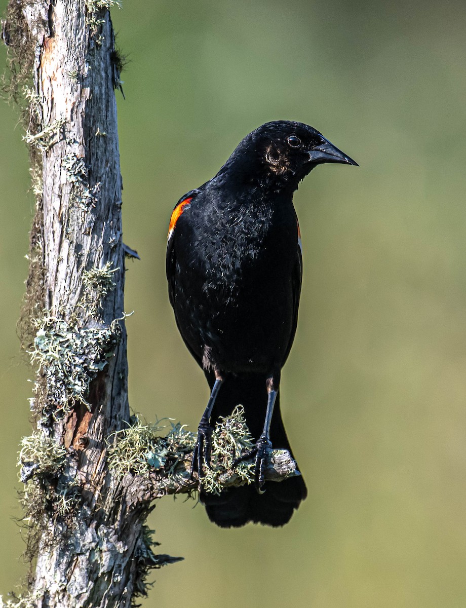 Red-winged Blackbird - ML638486658
