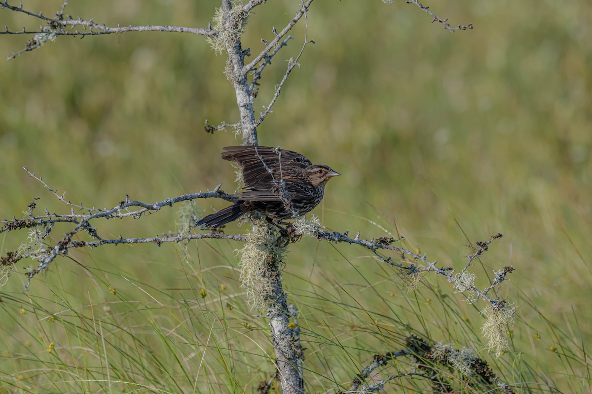 Red-winged Blackbird - ML638486659
