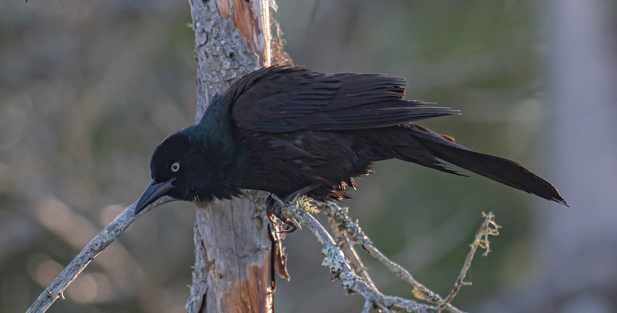 Common Grackle - ML638486678