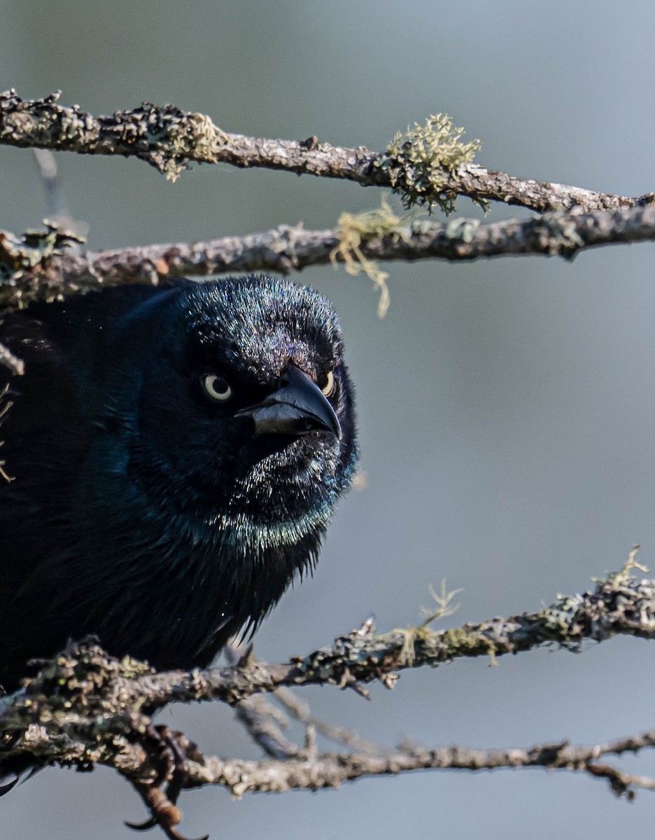 Common Grackle - ML638486679
