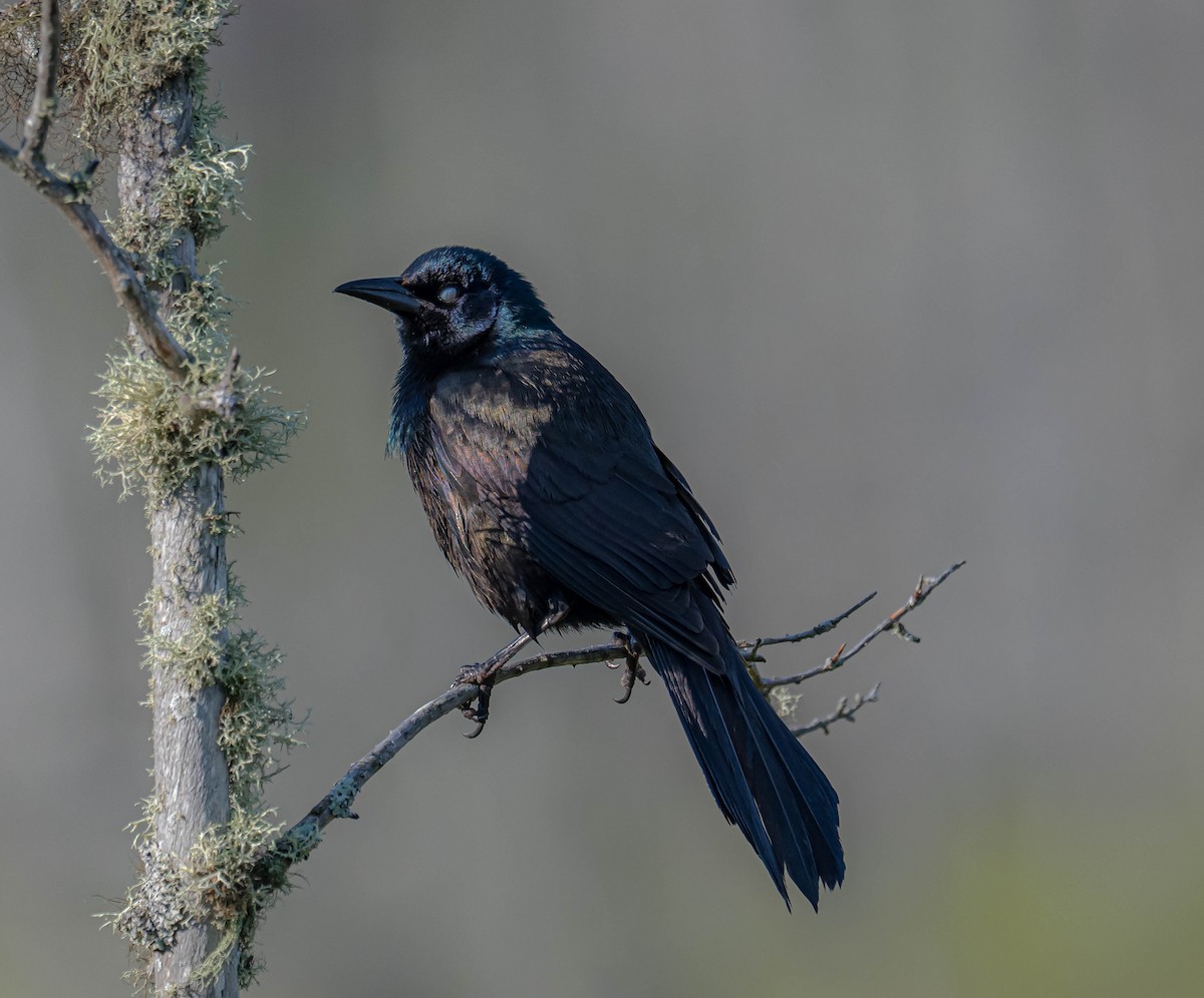 Common Grackle - ML638486680