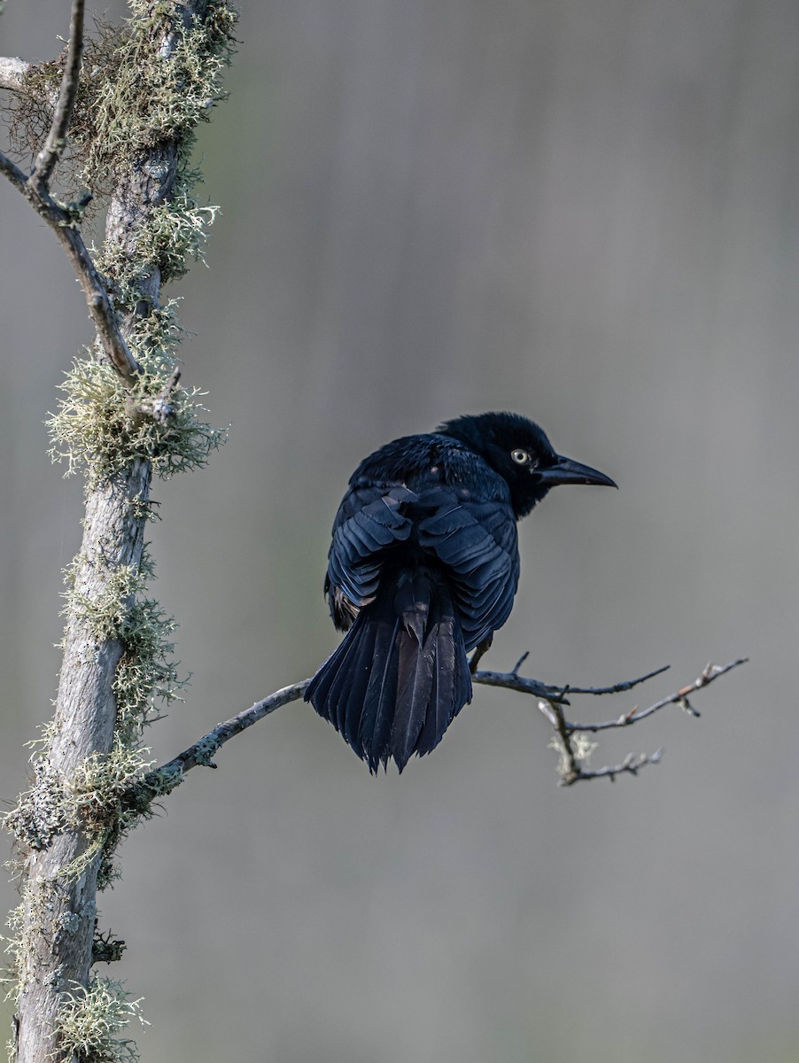 Common Grackle - ML638486681