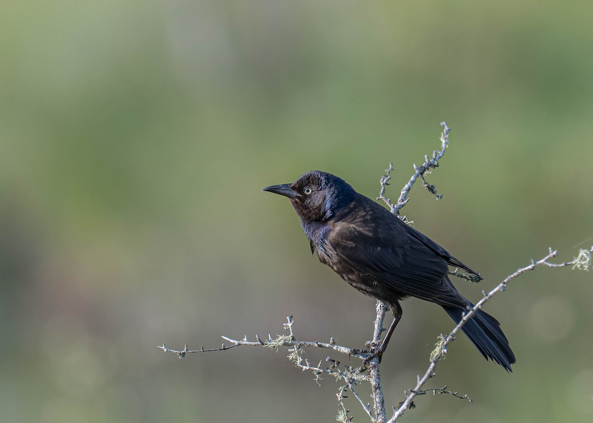 Common Grackle - ML638486682