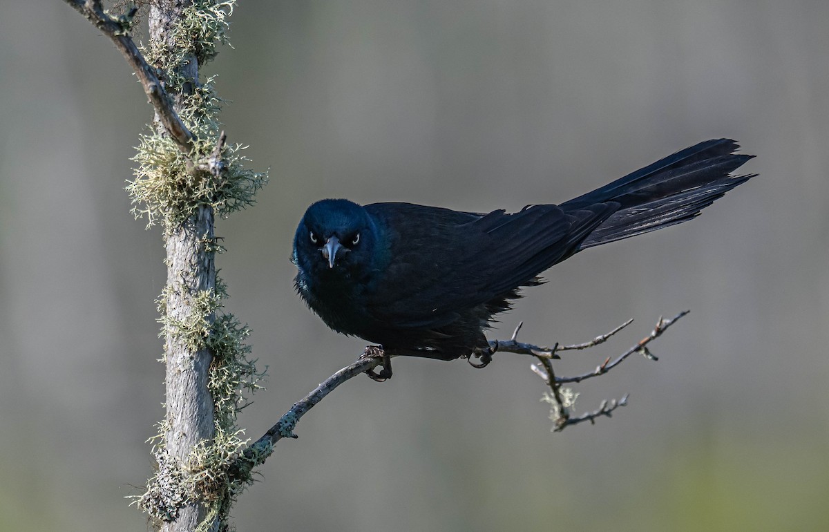 Common Grackle - ML638486683