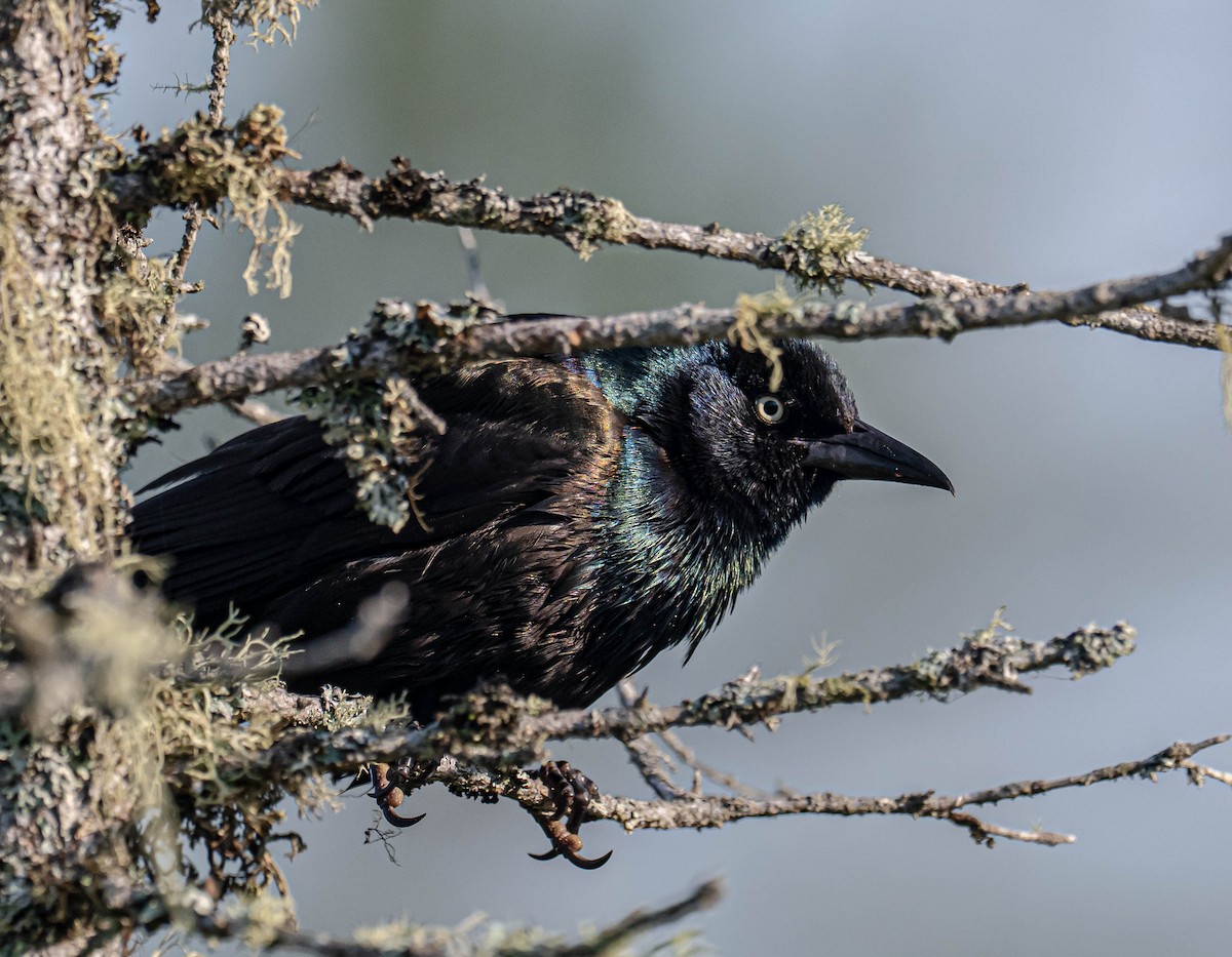 Common Grackle - ML638486684