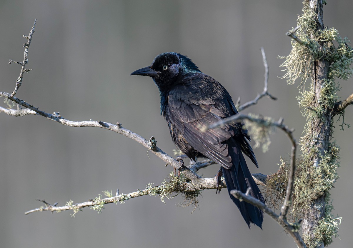 Common Grackle - ML638486685