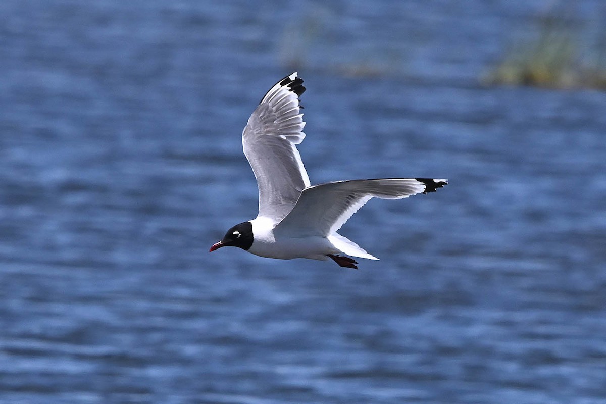 Franklin's Gull - ML638486693