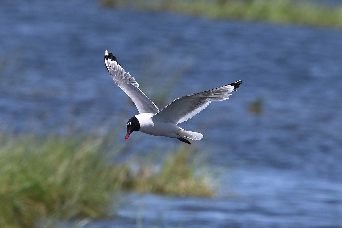 Franklin's Gull - ML638486694