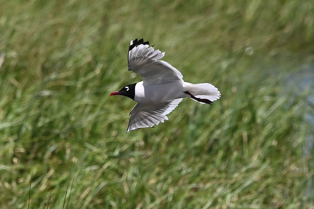 Franklin's Gull - ML638486695