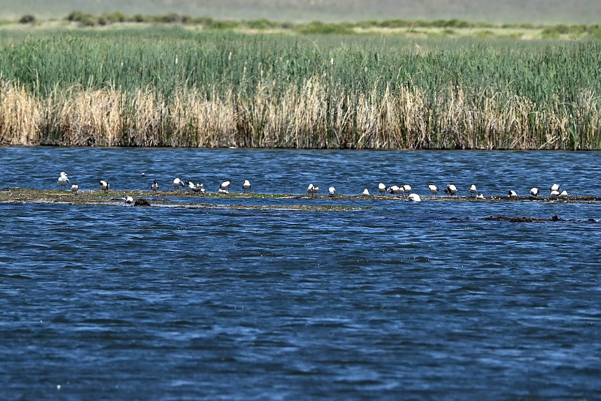 Franklin's Gull - ML638486696