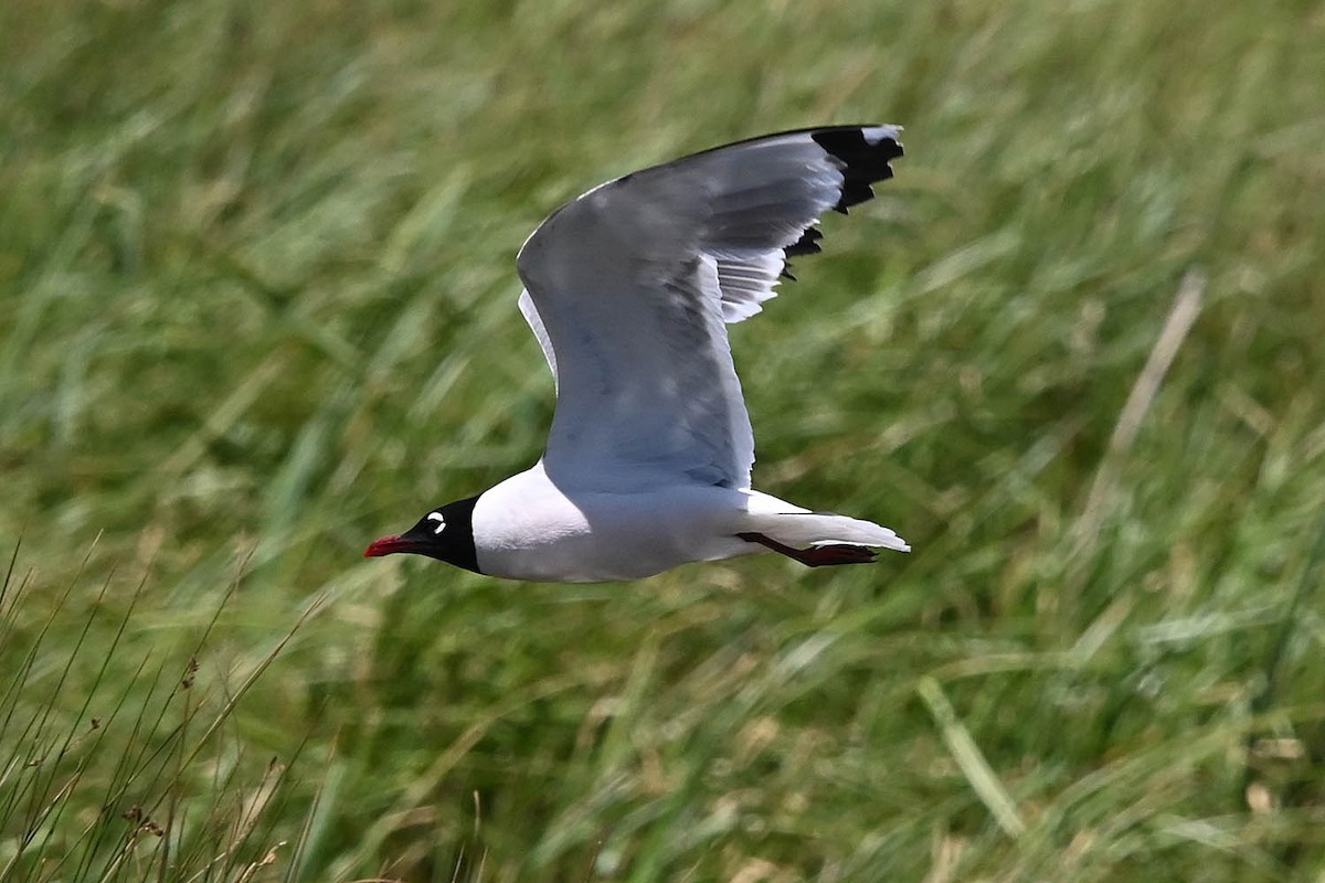 Franklin's Gull - ML638486697