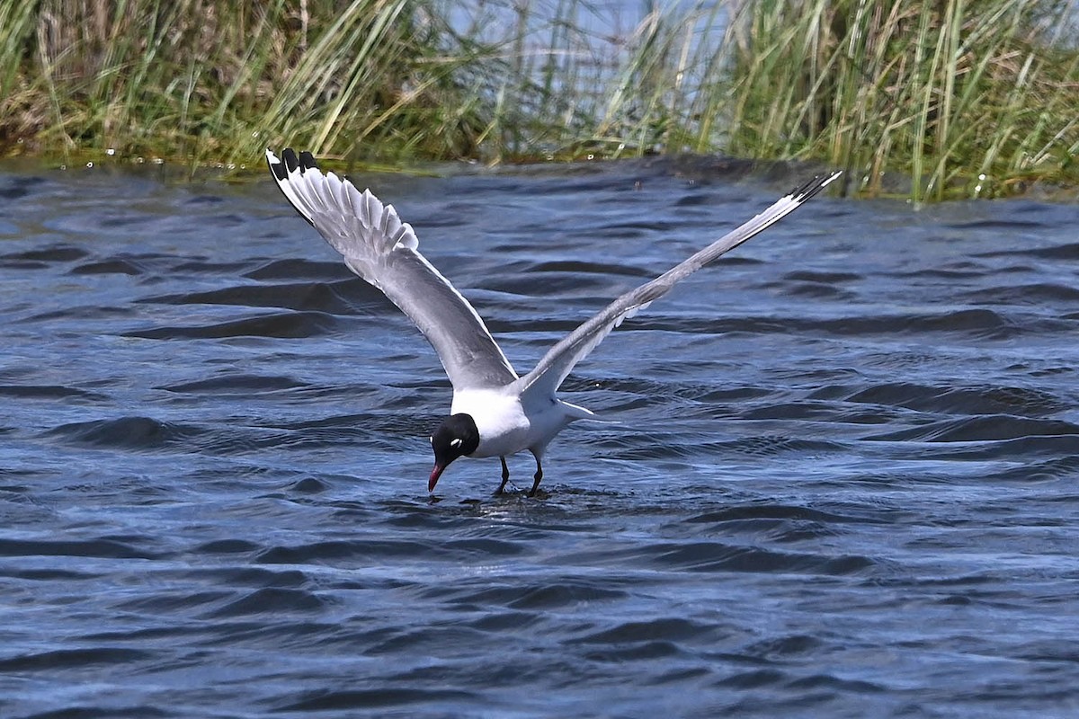 Franklin's Gull - ML638486698