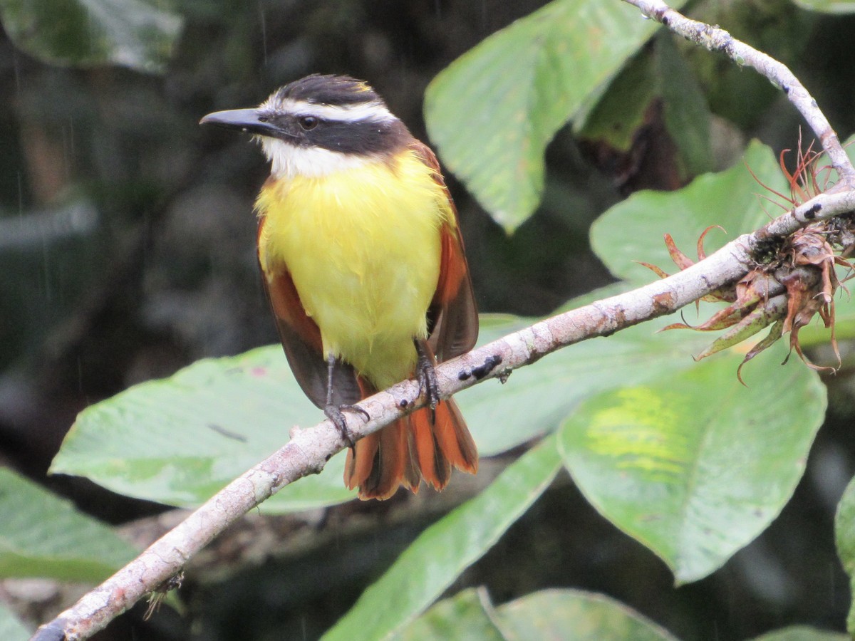 Great Kiskadee - ML638486711