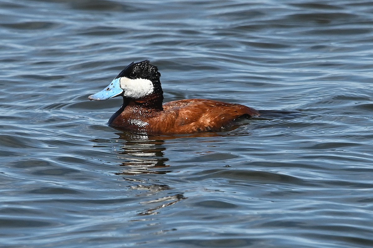 Ruddy Duck - ML638486717