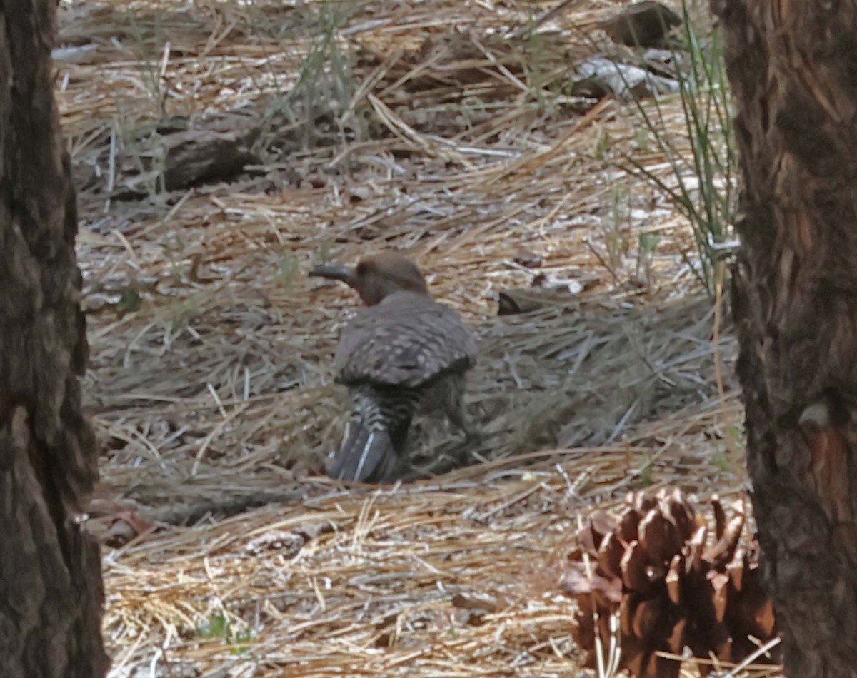 Northern Flicker - ML638486749