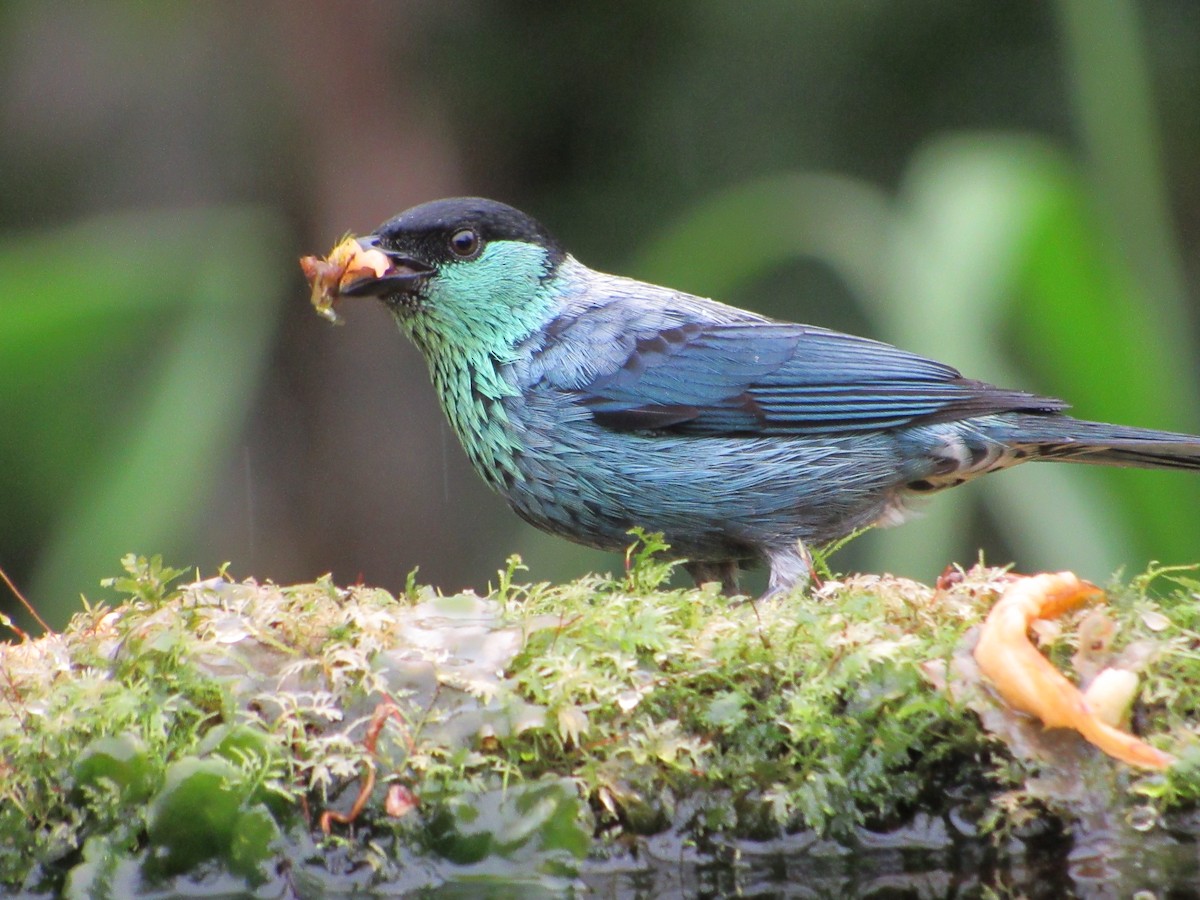 Black-capped Tanager - ML638486766