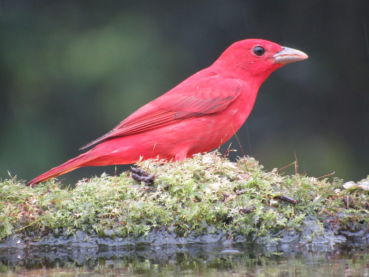 Summer Tanager - ML638486781