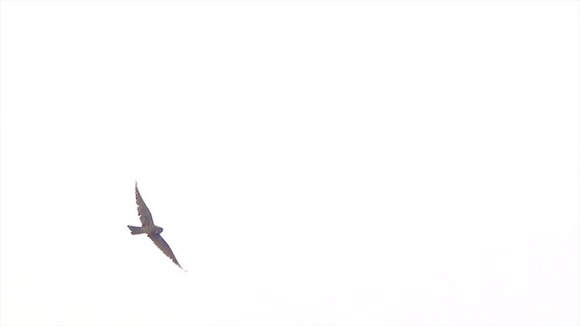 Lesser Nighthawk - ML638486794