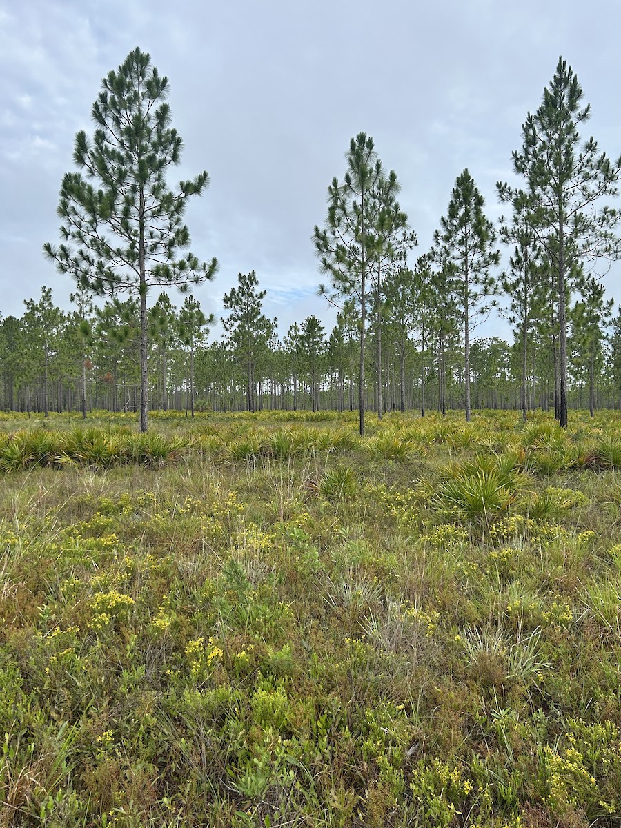 null - ML638486812