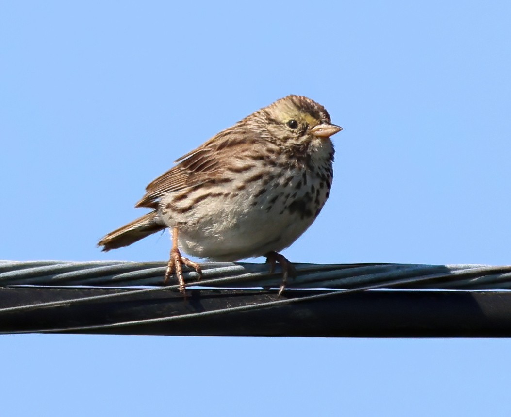 Savannah Sparrow - ML638486816