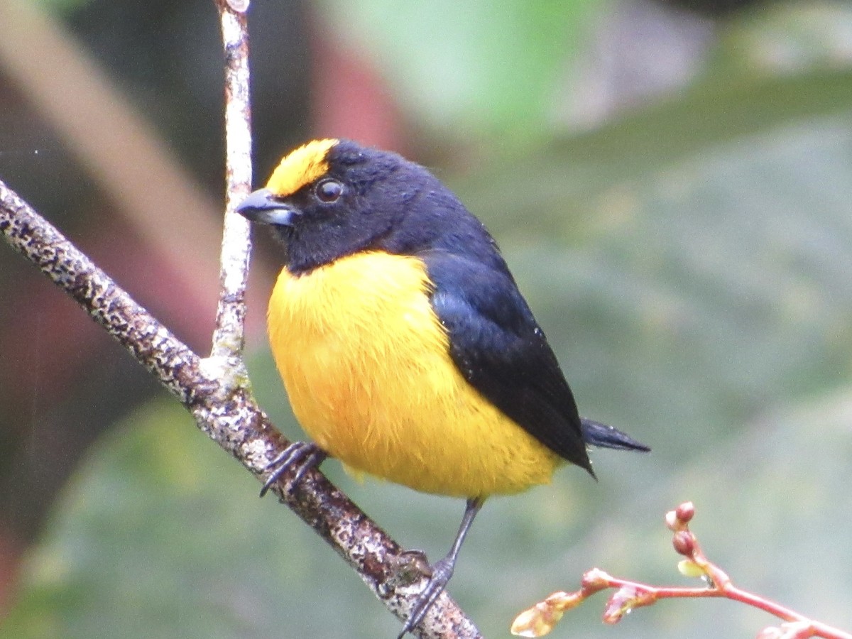 Orange-bellied Euphonia - ML638486819