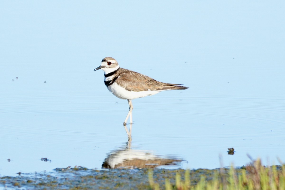 Killdeer - ML638486856