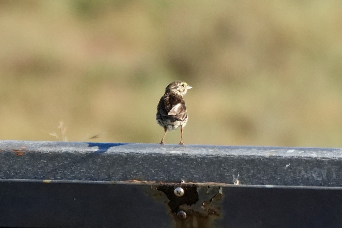 Savannah Sparrow - ML638486858