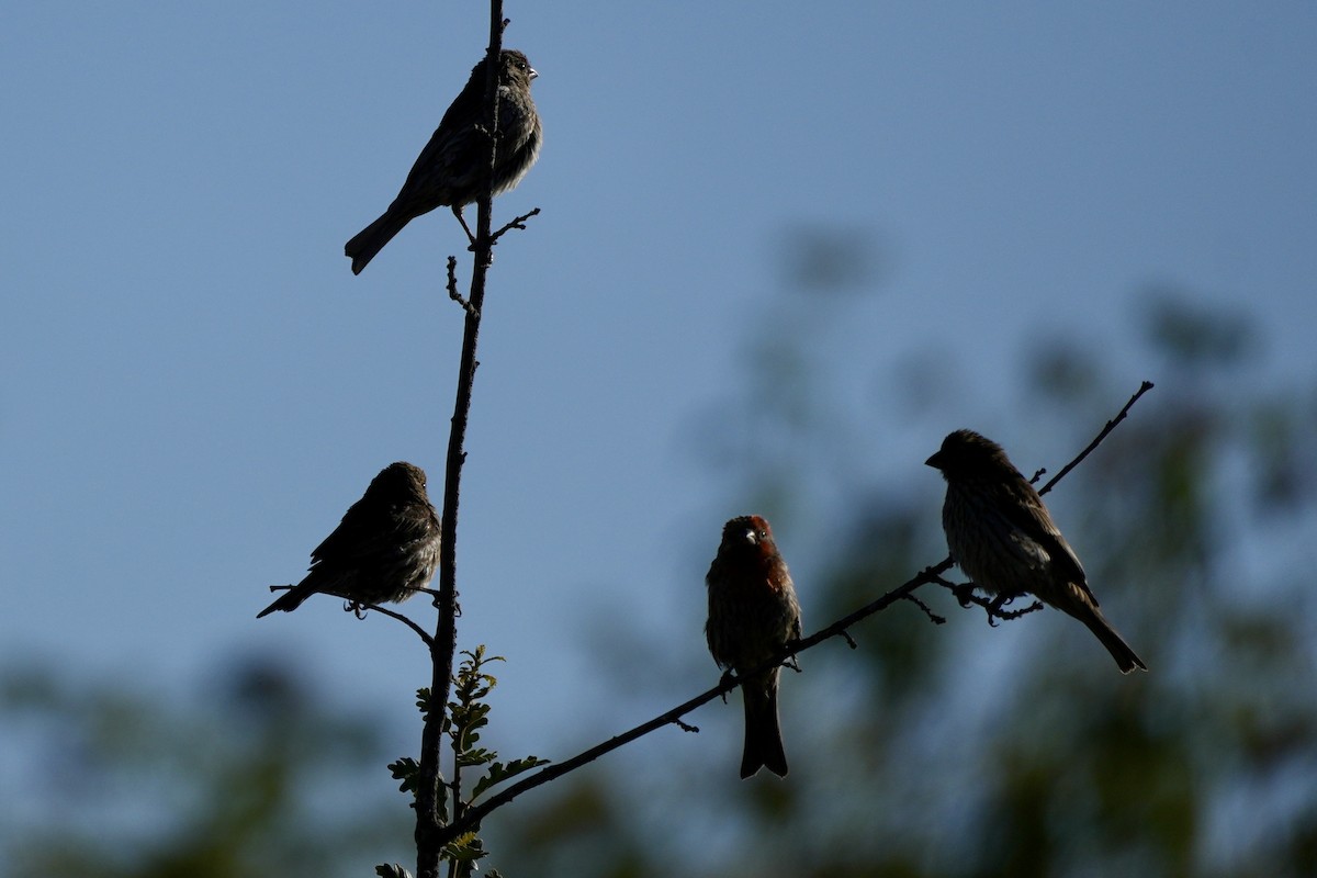 House Finch - ML638486866
