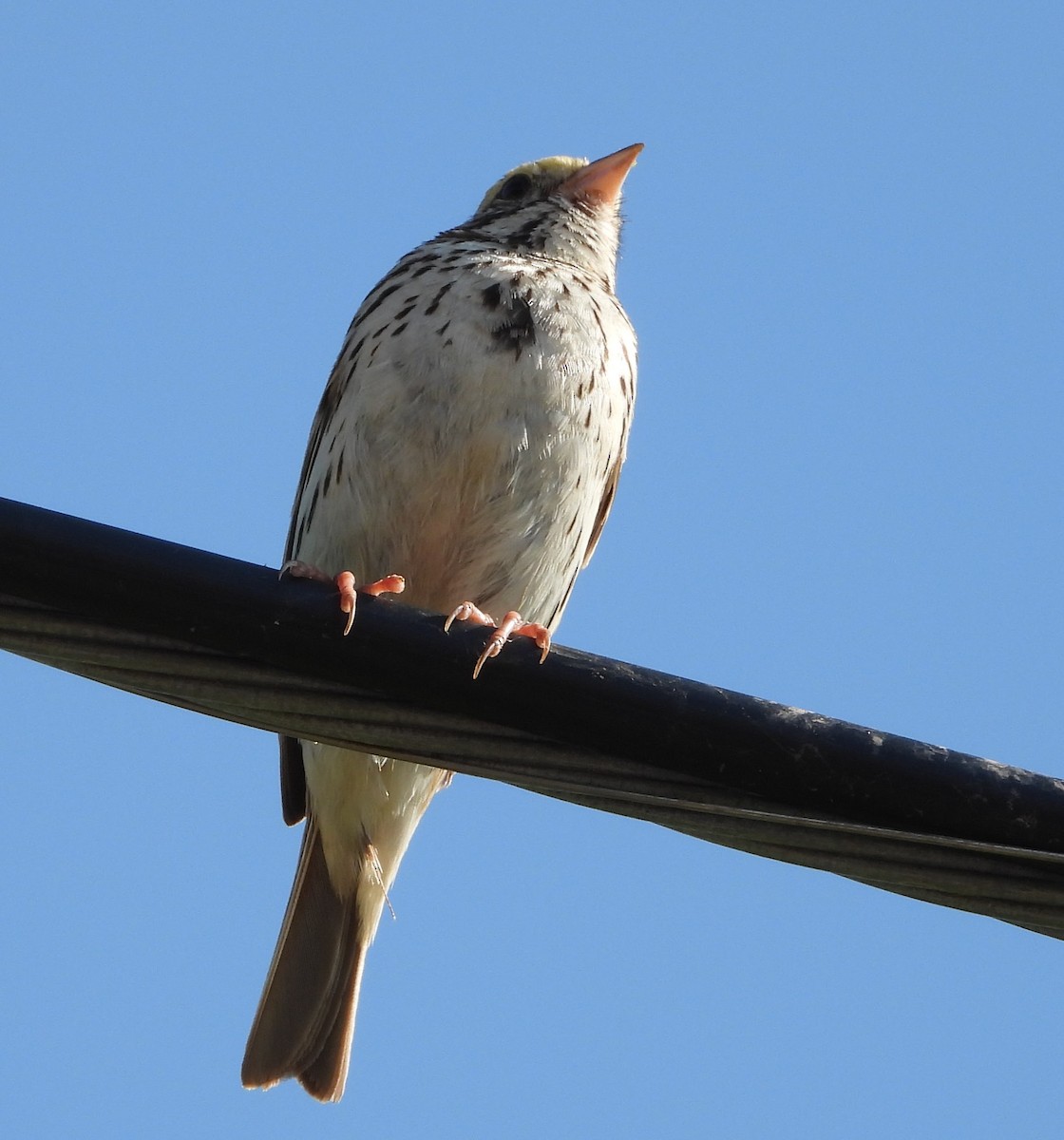 Savannah Sparrow - ML638486873