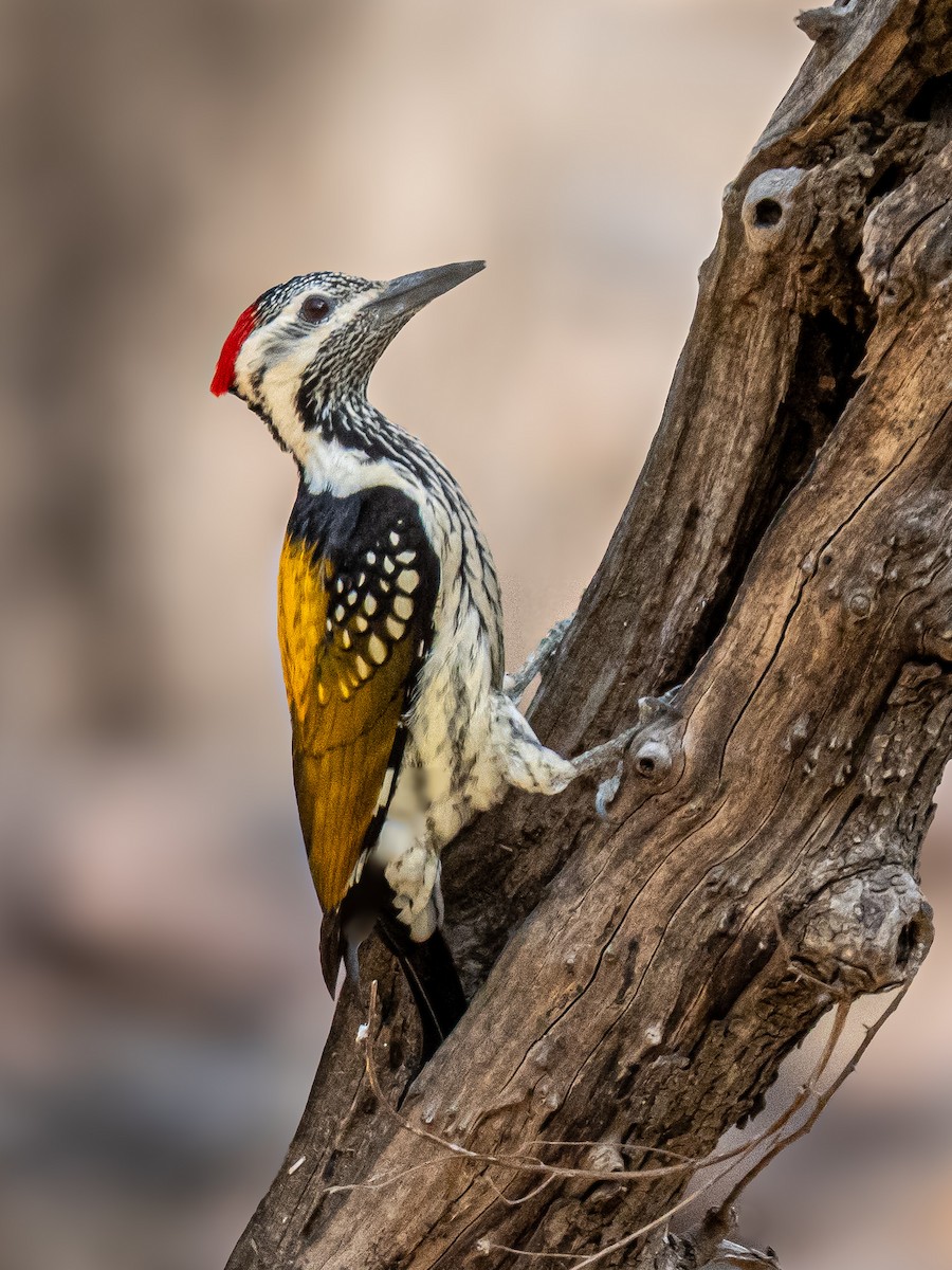 Black-rumped Flameback - ML638486875