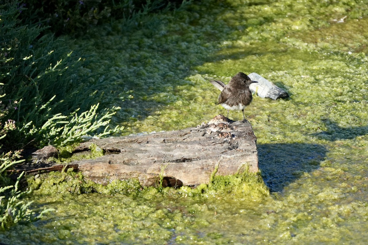 Black Phoebe - ML638486879