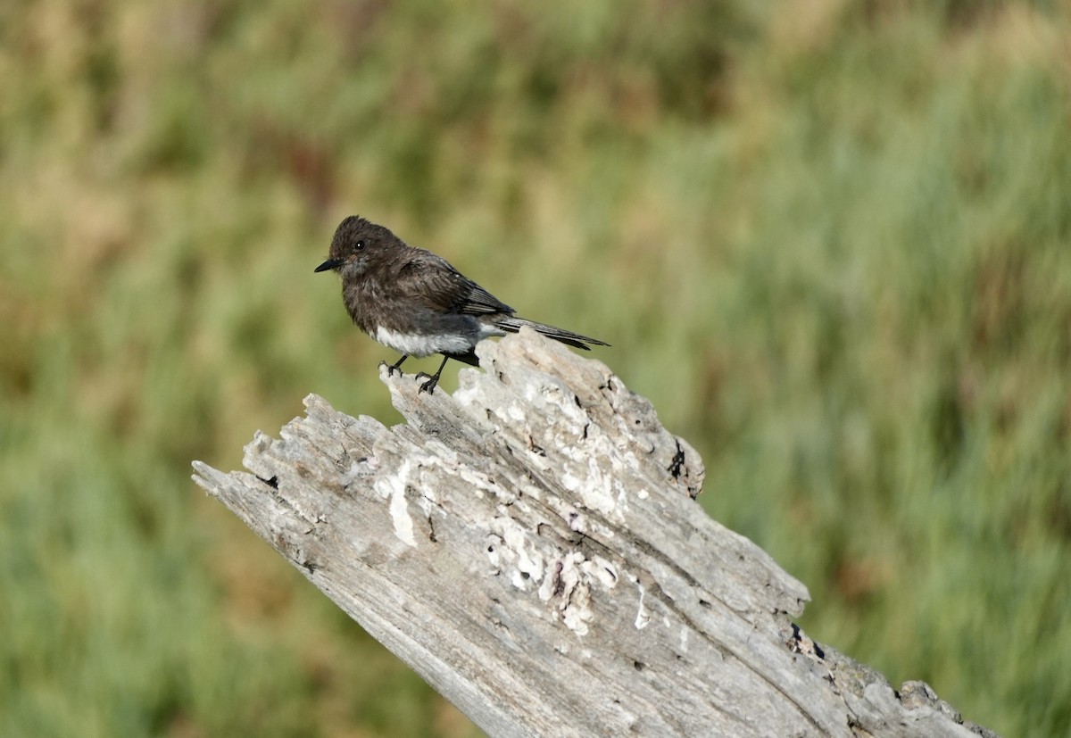Black Phoebe - ML638486881
