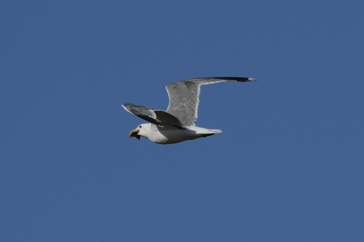 California Gull - ML638486886