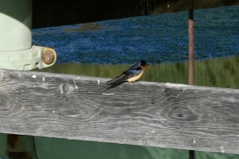 Barn Swallow - ML638486900