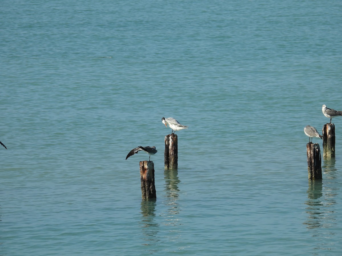 Gabbiano sghignazzante - ML638486904