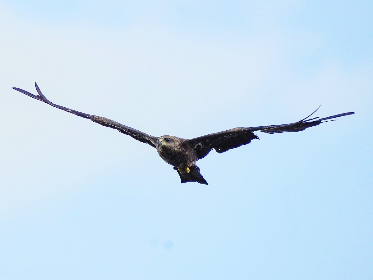 黑鳶 - ML638486905